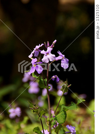 ムラサキハナナ 1325310