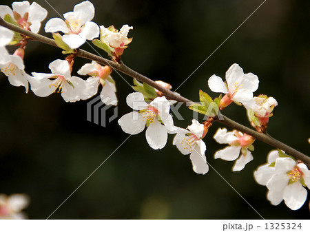 ユスラウメの花 ユスラウメの花 1325324