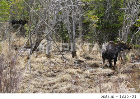 春先のムース（へらじか）の親子 1325701