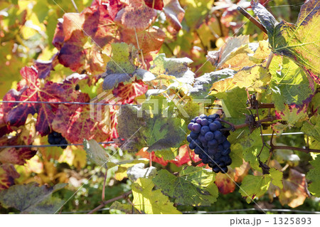 ジュブレシャンベリタン村の秋 1325893