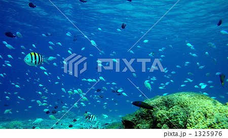 サンゴ礁の魚たち サンゴ礁の魚たち 1325976