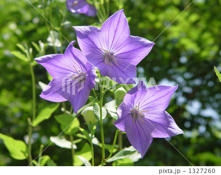 07月　キキョウ・キキョウ科19 1327260