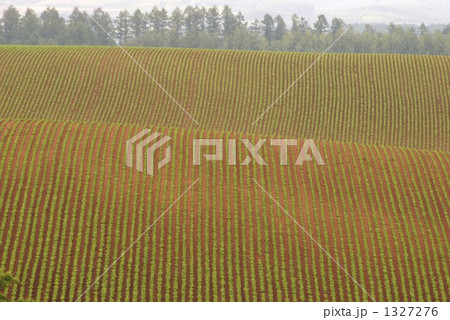 豊かな農地 1327276