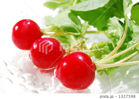 可愛いラディッシュ 1327598