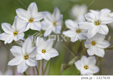 ハナニラ ハナニラ 1327636