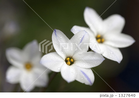 ハナニラ ハナニラ 1327640