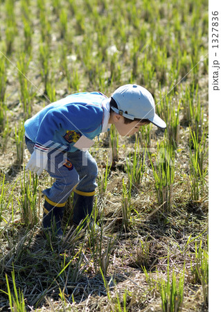 親子で稲刈り体験 親子で稲刈り体験 1327836