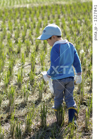 親子で稲刈り体験 親子で稲刈り体験 1327841