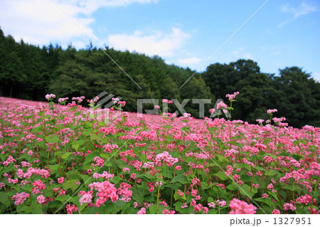 赤そばの花畑⑥ 1327951