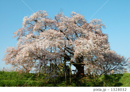 浅井の一本桜、桜と青空 浅井の一本桜、桜と青空 1328032