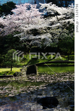 桜 1328798