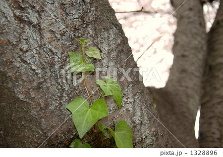 桜の木と木蔦 1328896