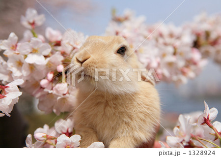 子兔の花見見上げる 1328924
