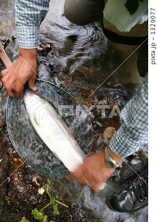 フライフィッシングで釣ったサクラマス５０ｃｍ 1329077