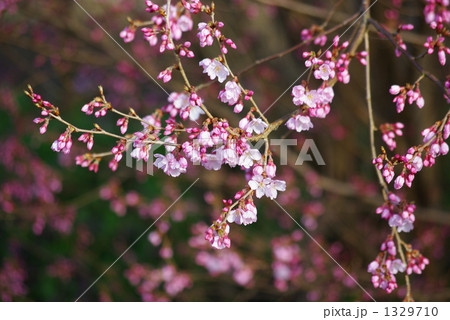 里の花桃 1329710