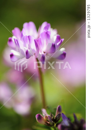 蓮華草 1329795