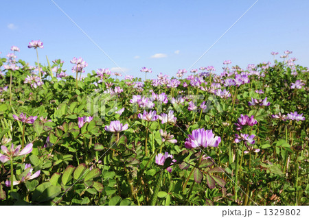 蓮華草 蓮華草 1329802