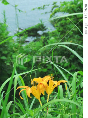 夏の花 ハマカンゾウ 夏の花 ハマカンゾウ 1329890
