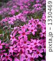 芝桜 1330469