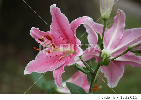 華やかに咲くカサブランカ 華やかに咲くカサブランカ 1332015