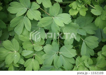 長命草(ボタンボウフウ) 1332109