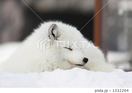 北極狐 ホッキョクギツネ 旭山動物園の写真素材