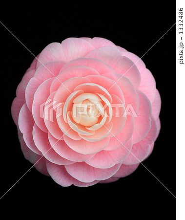 オトメツバキ 1332486