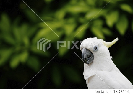 オウム（アオメキバタン） 1332516