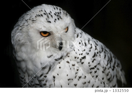 シロフクロウ 1332550