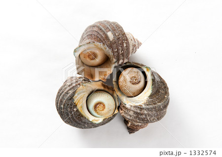 サザエ サザエ 1332574