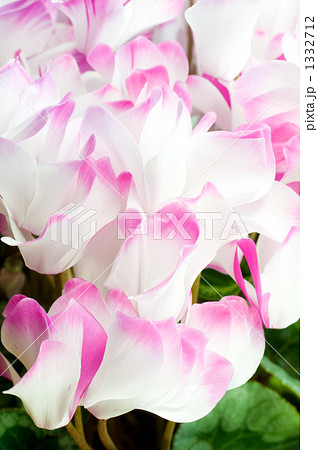 シクラメン 1332712