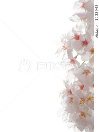 桜 桜 1332942