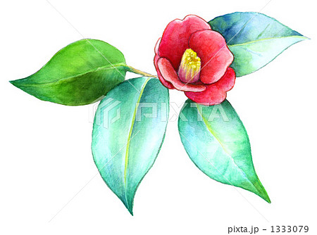 早春の椿 早春の椿 1333079