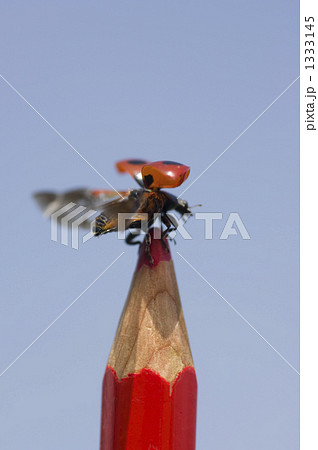 羽ばたく 1333145