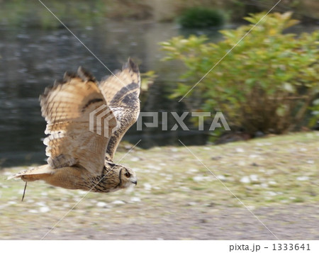 フクロウショー１ 1333641