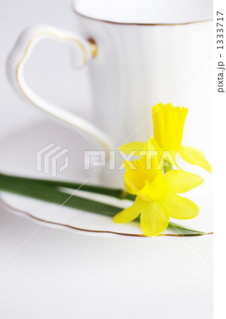 Daffodil-03 1333717