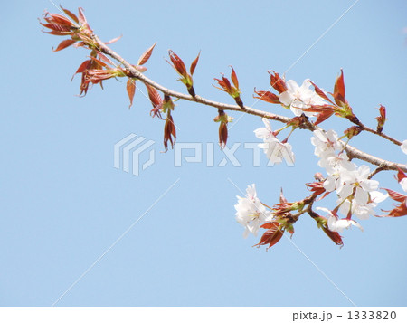 ヤマザクラ 1333820