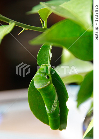 ナガサキアゲハの幼虫 1333825