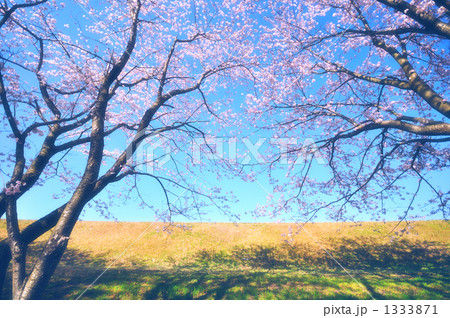 見上げる桜 1333871