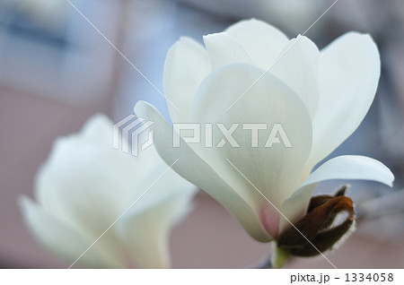 ハクモクレン ハクモクレン 1334058