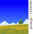 ひまわり畑 1334360