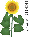 ひまわり 1334363