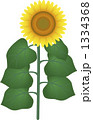 ひまわり 1334368