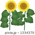 ひまわり 1334370