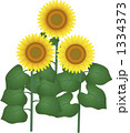 ひまわり 1334373