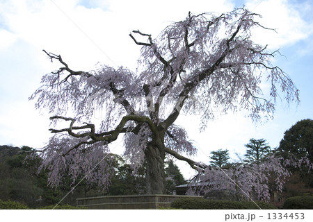 祇園の夜桜 祇園の夜桜 1334453