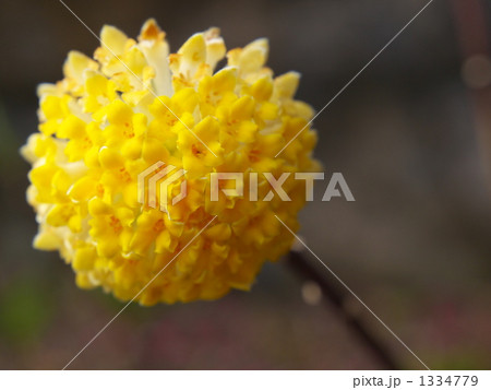 ミツマタ ミツマタ 1334779