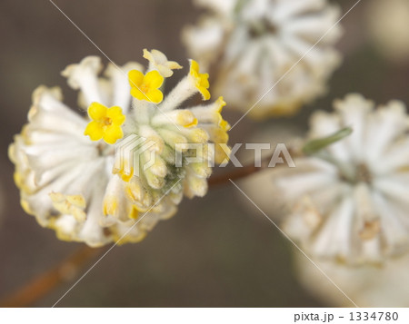 ミツマタ ミツマタ 1334780