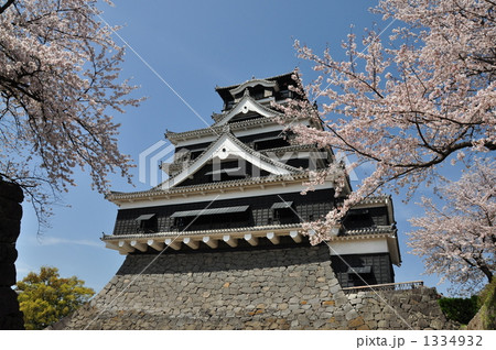 桜と熊本城6 桜と熊本城6 1334932
