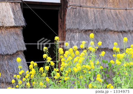 菜の花 1334975